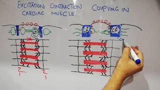 CVS physiology lecture 3  Excitaion contraction coupling process of cardiac muscles [upl. by Darom260]