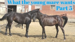 What does the young mare want Part 5 [upl. by Adniram]