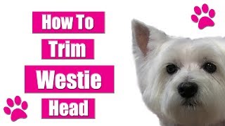 How To Trim Dogs Head  Westie Pet Grooming Tips [upl. by Adnauqal]