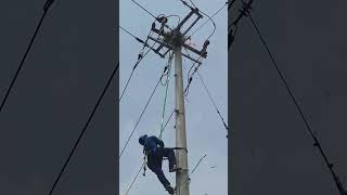 Bird nest removal process on power transmission poles [upl. by Nomael]