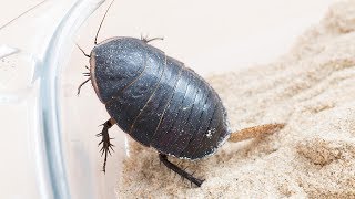 Polyphaga saussurei towing an ootheca [upl. by Admana]