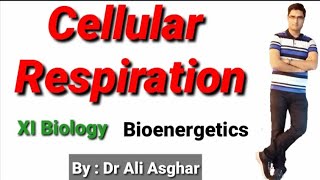 Cellular Respiration XI Biology Bioenergetics [upl. by Zeb142]