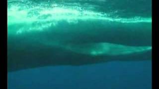 La baleine bleue The Blue whale Balaenoptera musculusflv by naturalmysticlover [upl. by Nitaf33]