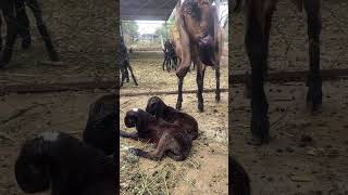 Goat farm goatfarming goatfarm tranding viralvideos livebigagency 4rabetind [upl. by Klement]