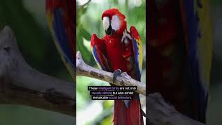 Macaw Parrot  scarlet Macaws macaws [upl. by Odranreb]