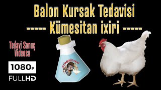 BALON KURSAK TEDAVİSİ SONUCU Kümesitan ixiri  Tavuk İlaçları [upl. by Ailemaj908]