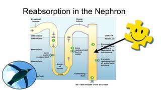 Formation of Urine  Nephron Function Animation [upl. by Glanville]