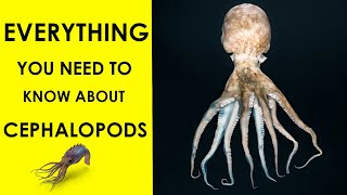 Mysteries of Cephalopods A Beginners Guide [upl. by Meesaw]