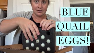 We Ordered Blue Quail Eggs in the Mail  Incubating Celadon Quail Eggs [upl. by Rede]