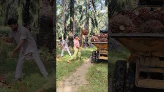 Malaysia plantation palmoil ytshorts loading malaysia viralshort shorts new plantation [upl. by Hammad]