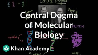 Central dogma of molecular biology  Chemical processes  MCAT  Khan Academy [upl. by Yerrot149]