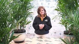 How to Care for a Bamboo Palm ENGLISH GARDENS [upl. by Eenot]