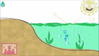 Eutrophication explained  WELS Waterpedia Environmental Learning Series [upl. by Gale805]