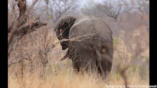 Kruger National Park  Malelane Gate to Mopani Rest Camp [upl. by Lozano]