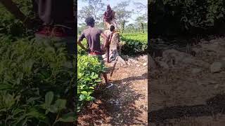 adivasi jhumor baganiya  sort Video [upl. by Diraf]