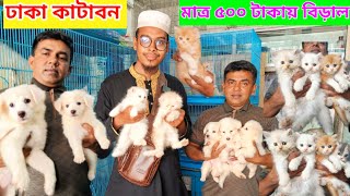 মাত্র ৫০০ টাকায় বিড়াল 💥  Cat price in Bangladesh  Pet market in Bangladesh  Pets vlog bd [upl. by Dnalra]