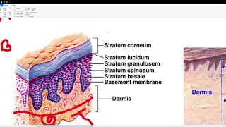 Meissner corpuscle Pacinian corpuscle Ruffini ending  Merkel disc [upl. by Eilis]