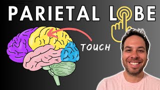 The Parietal Lobe Somatosensory Cortex  Location and Function [upl. by Anahpos64]