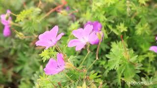 How to grow Hardy Geraniums  Crocuscouk [upl. by Akieluz]