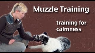 Teach your dog to wear a muzzle [upl. by Anana]