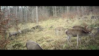 Jelenie szlachetne na jednej z polanekSpokojne dzikie zwierzęta w ostoi natura las nature wild [upl. by Adleremse]