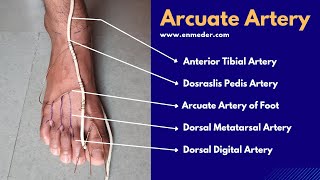 Dorsalis Pedis Artery 33  Arcuate Artery of Foot  The Charsi of Medical Literature [upl. by Onitrof]