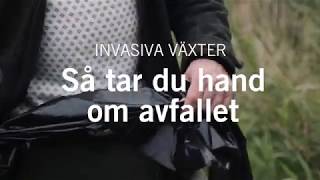 Invasiva arter  Så tar du hand om avfallet  Naturvårdsverket [upl. by Adlitam118]