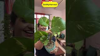 7 Plants with Big Leaves  बड़े पत्तों वाले पौधे shorts [upl. by Dorran]