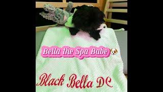 SpaPupBella Who doesn’t ❤️ a SpaDay InfraredSauna Chromotherapy Halotherapy DMVBlackOwnedSpa [upl. by Erdnoid]