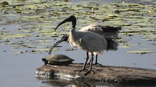 Australian White Ibis amp Shortnecked Turtle 5 [upl. by Nazay628]