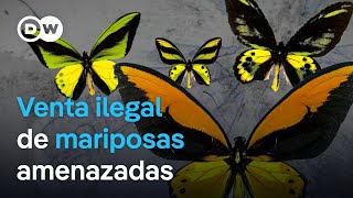 Las mariposas y el comercio de especies amenazadas  DW Documental [upl. by Nawat]