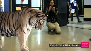 Riddhi Face To Face With The Tigers Of The Sundarbans [upl. by Josselyn]