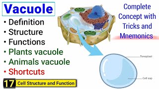 Vacuole structure and function  Complete concept  Peak Lectures [upl. by Hsan832]