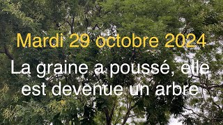 Lc 13 1821  La graine a poussé elle est devenue un arbre Évangile du jour [upl. by Robbert]