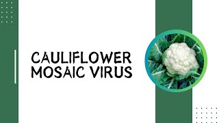 CAULIFLOWER MOSAIC VIRUS  Dr S BEULAH JERLIN [upl. by Harland]