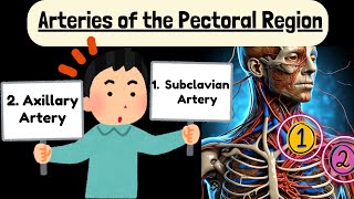 Subclavian Artery and Axillary Artery Explained Easy  Arteries of Pectoral Region [upl. by Clements]