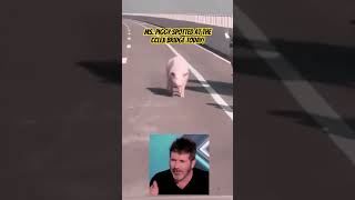 A STRAY PIG SPOTTED AT THE CCLEX BRIDGE TODAY May 17 2024 cttovideonotmine funny shorts [upl. by Hillie70]