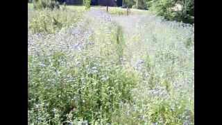 Phacelia  bee forage for pollen and nectar in a patch of phacelia [upl. by Januisz]