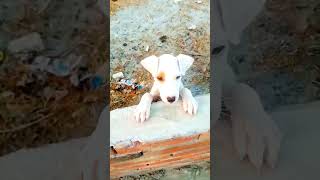 funnyvideoFunnupuppypetsvloganimalsinmyhousemeetmypets [upl. by Marrin]