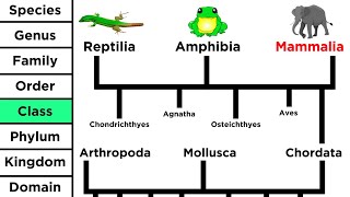 Phylogeny and the Tree of Life [upl. by Handler296]