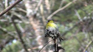 GrönsiskaEurasian SiskinCarduelis spinus [upl. by Engeddi]