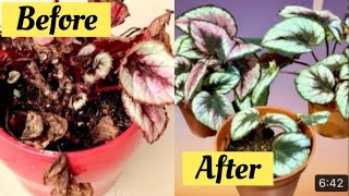 A Dying BegoniasHow To Rescue rexbegoniainfectedsaverexbegonia [upl. by Sicnarf]