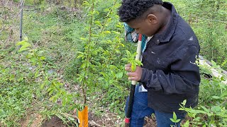 How to plant fruit trees in clay soil Young farmer plant first tree [upl. by Herstein]