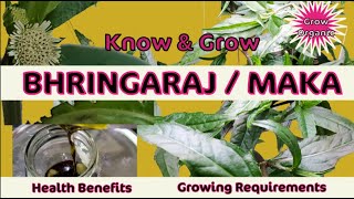 Know amp Grow Bhringraj Plant  Health Benefits amp Growing  Eclipta Prostrata  Bhringarajasava [upl. by Nero]