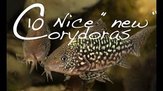 New Corydoras Guide  10 interesting Corydoras catfish [upl. by Htims479]