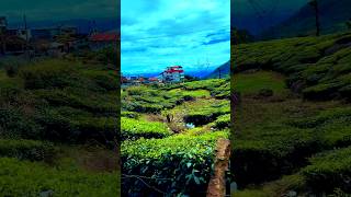 Traveling Munnar shorts travel munnar [upl. by Iclehc]