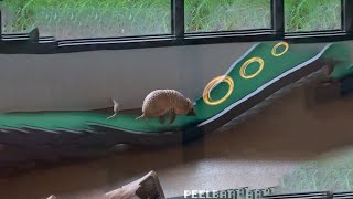 armadillo run fast until he dont [upl. by Mallen]