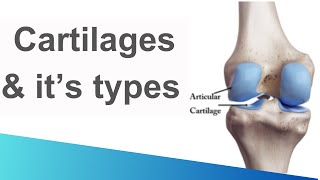 Cartilage  Structure  Functions  Types  Hyaline  elastic  fibrous cartilage [upl. by Gherardo55]