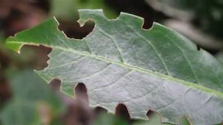 DickmaulrüsslerLarven mit Nematoden erfolgreich bekämpfen [upl. by Aronel]