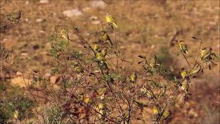 Cape Canaries singing together in a large flock [upl. by Tonie547]